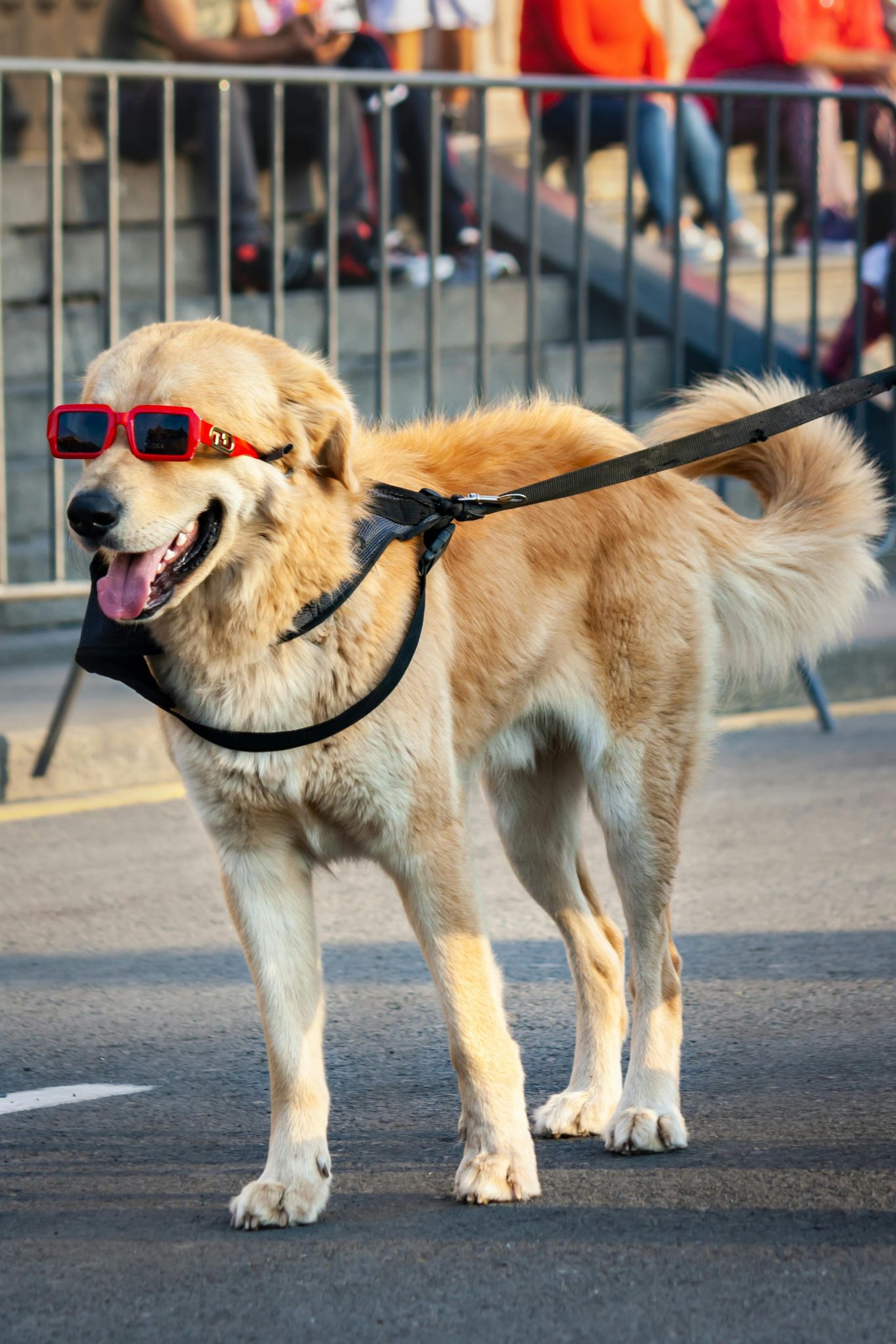 Dogtoberfest 2025 Proves Nairobi Dogs Live Better Than Most Humans